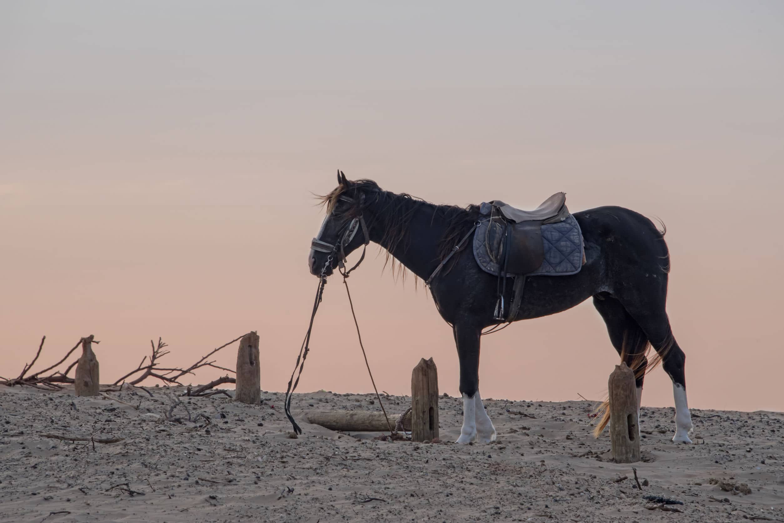 CABALLO MARROQUÍ