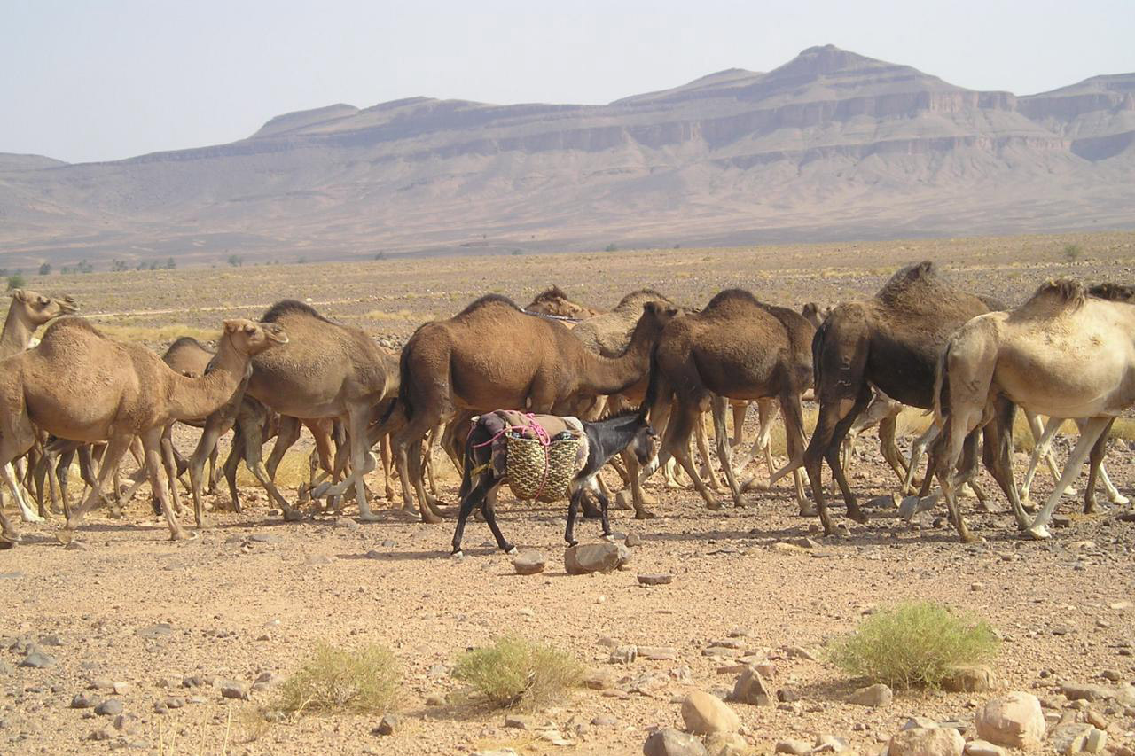 Dromedários en el Desierto de Marruecos