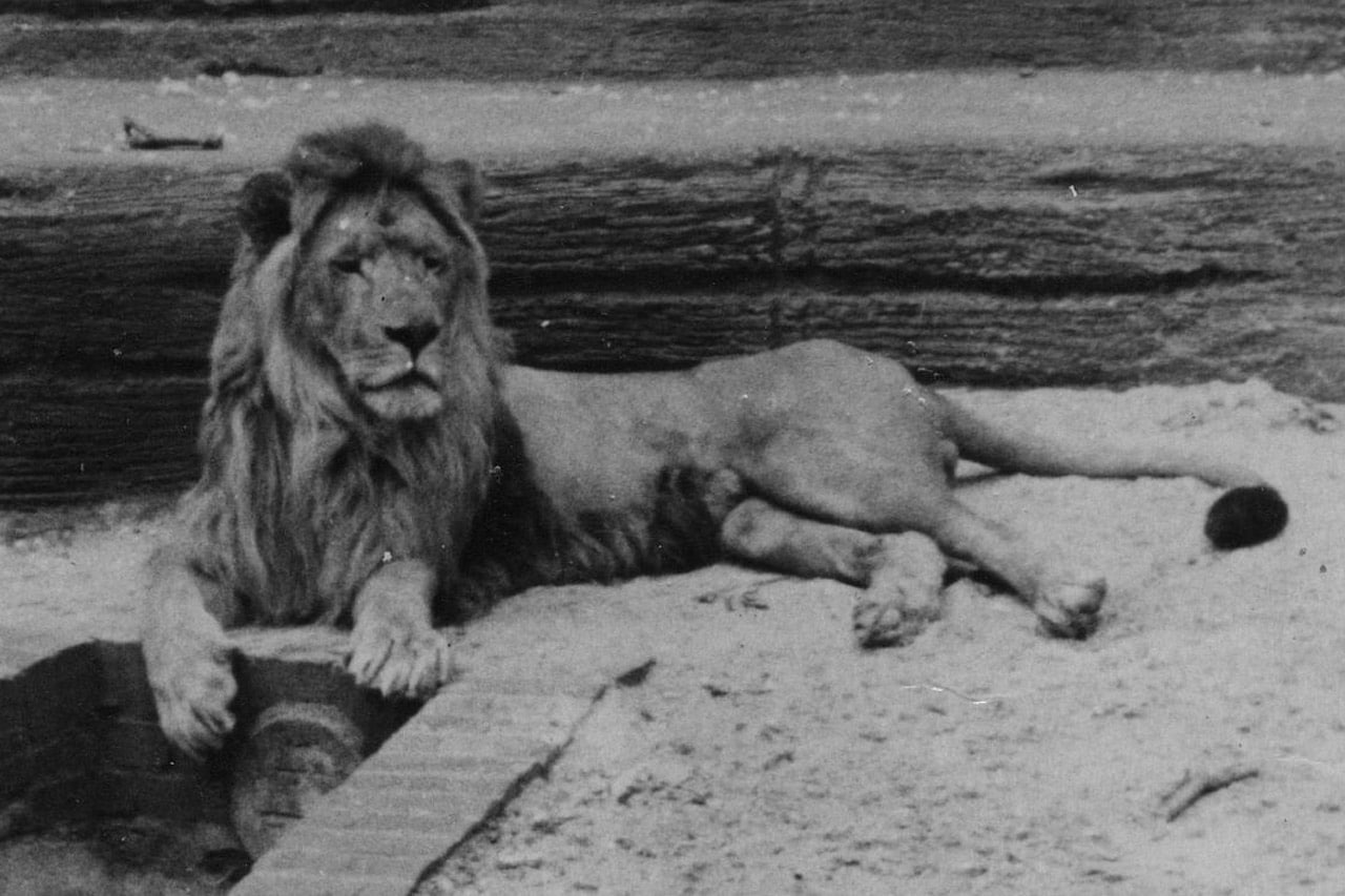 El león del Atlas en Marruecos