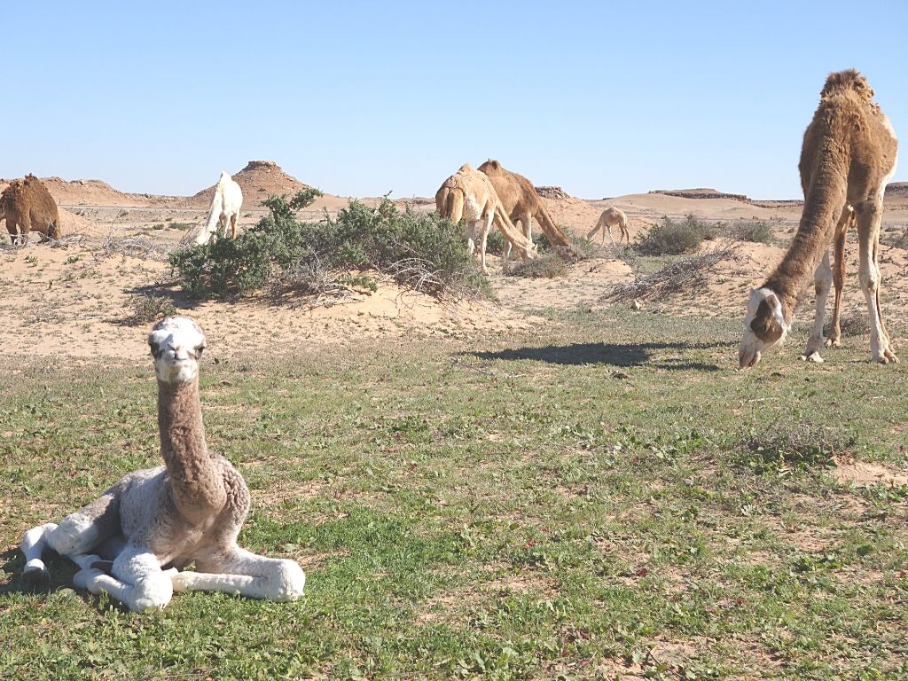 Atracciones en Dajla Marruecos