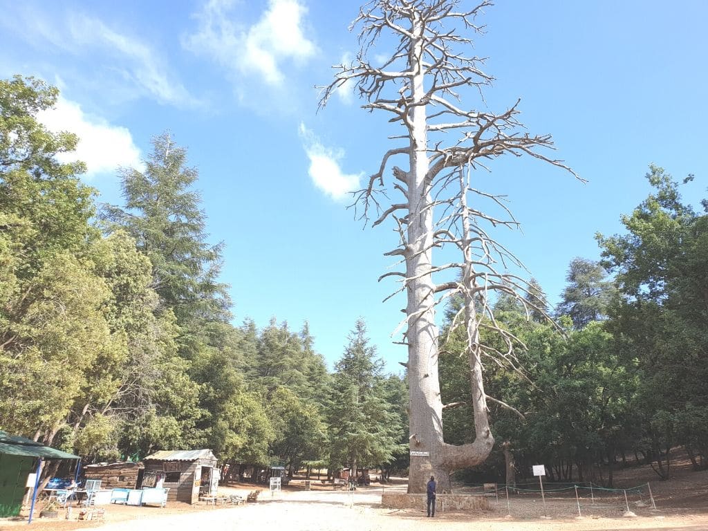 Cedro Gouraud Marruecos