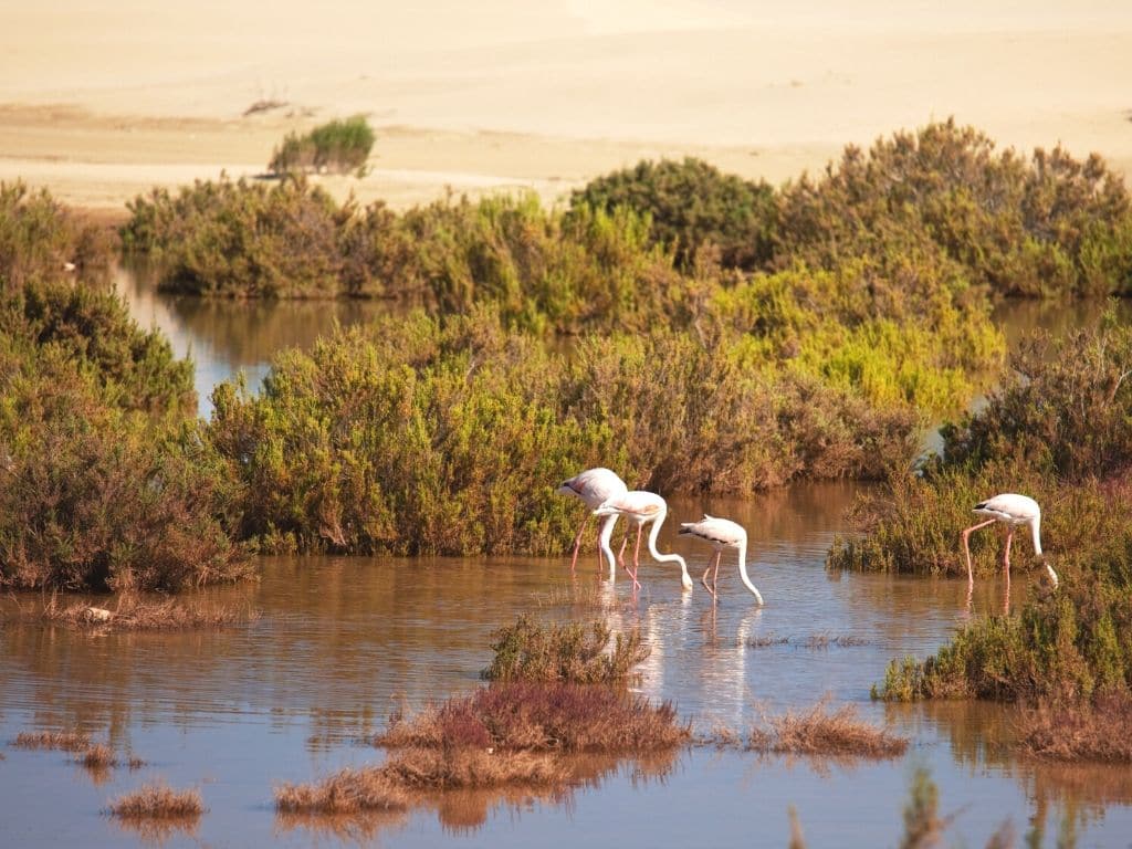 Parque nacional de Sus-Masa
