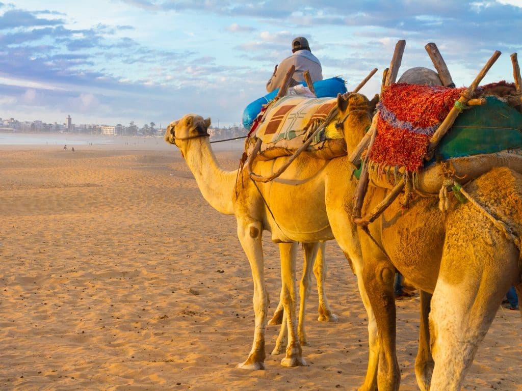 Paseo en Camello en Essaouira marruecos