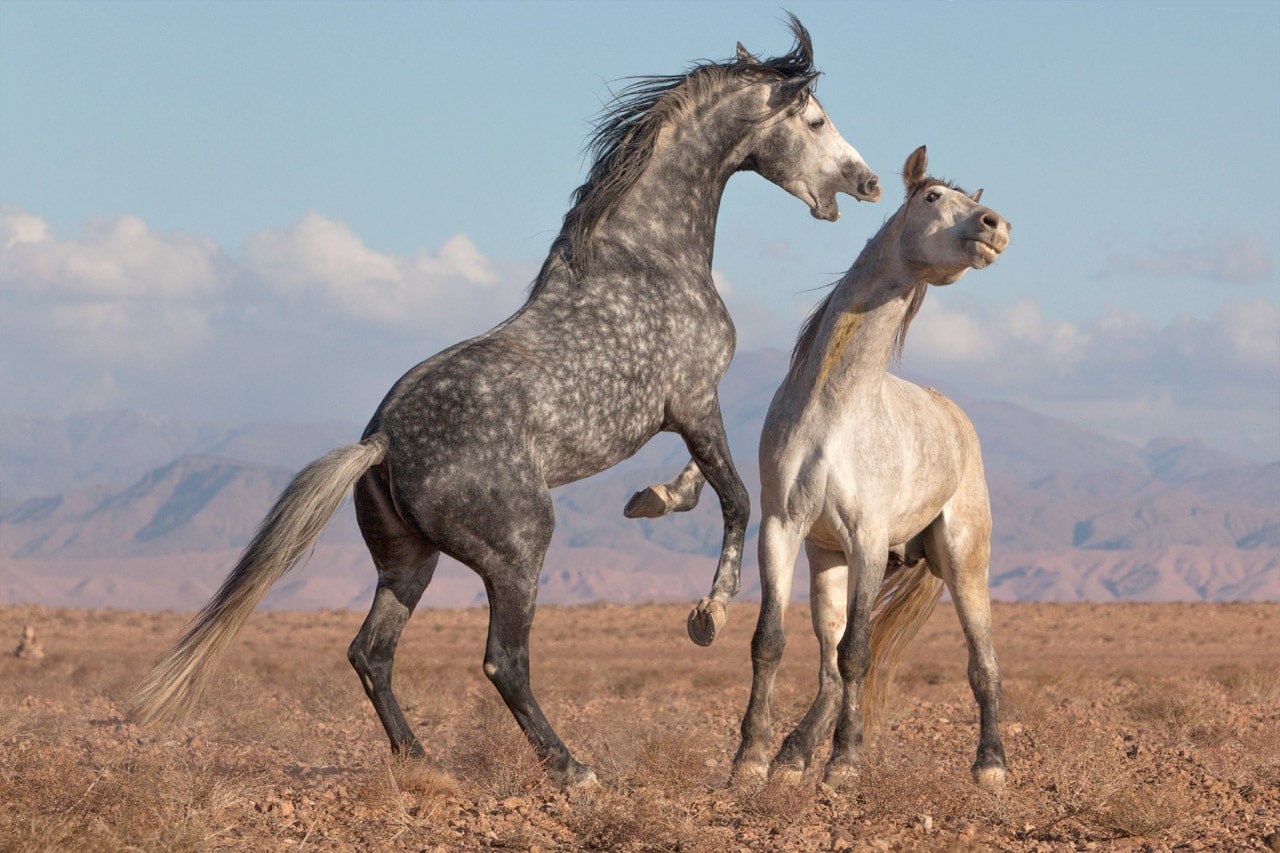 Caballo Marroquí En Marruecos