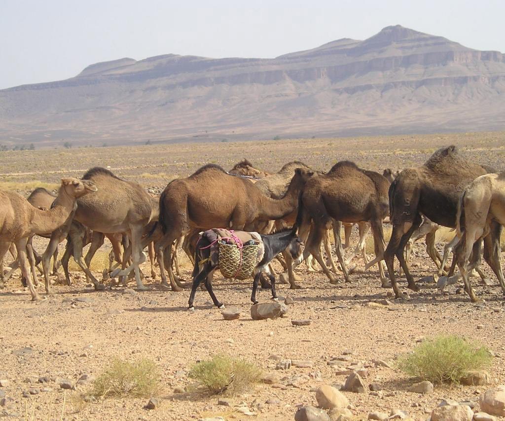 Dromedários En El Desierto De Marruecos
