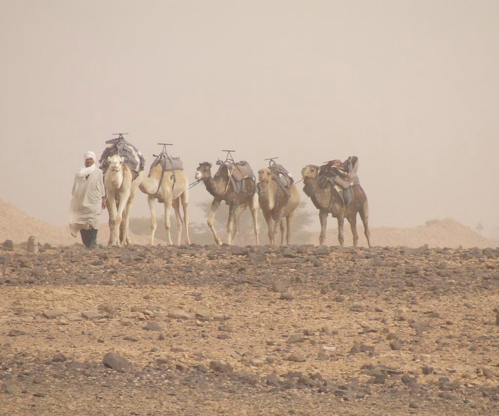 Nómada Con Camellos En Marruecos