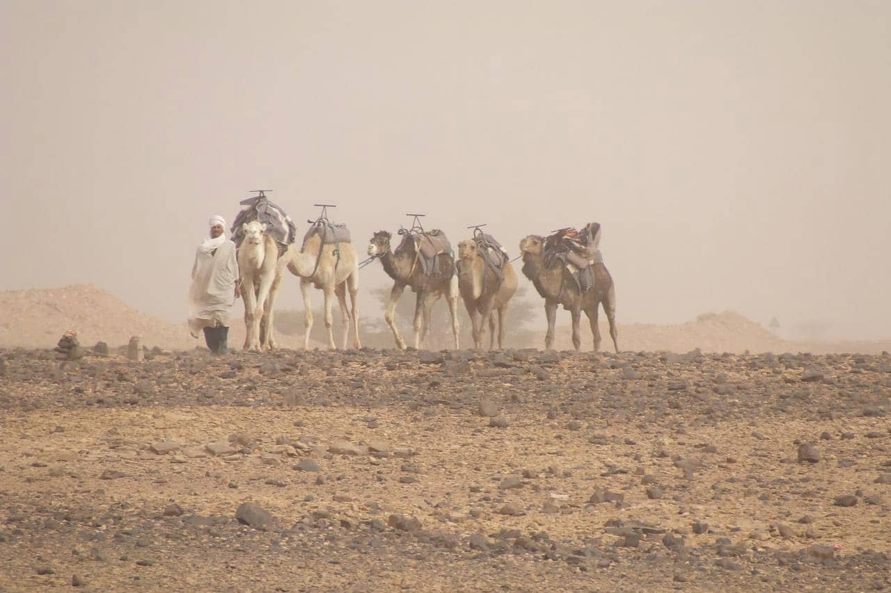 Nómada con camellos en Marruecos