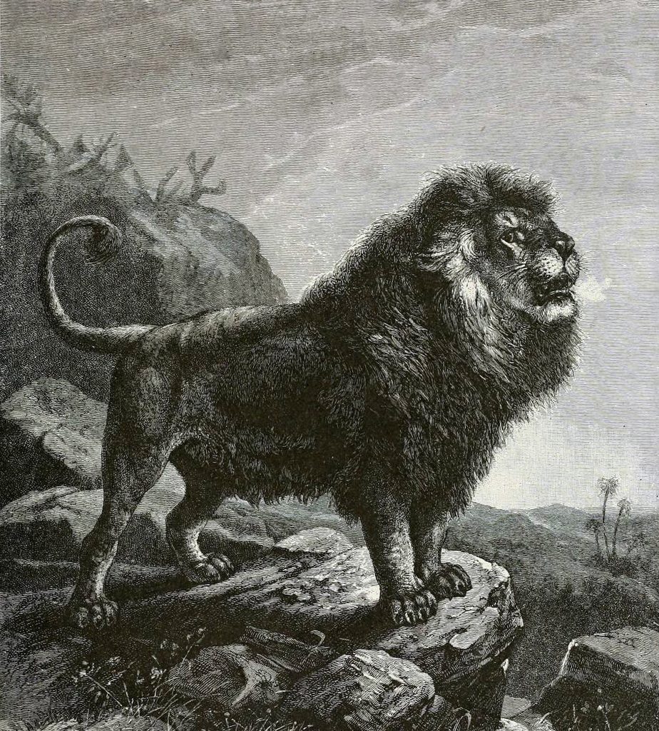 El León Del Atlas De Marruecos