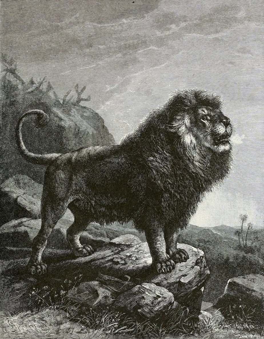 El león del Atlas de Marruecos