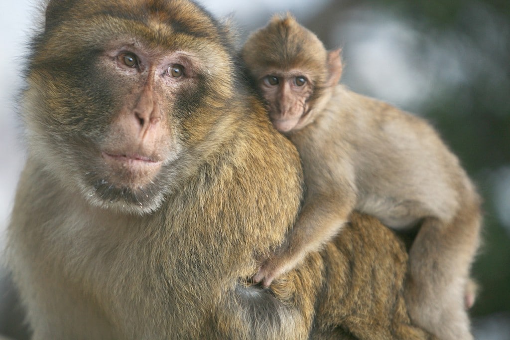 Monos en Marruecos