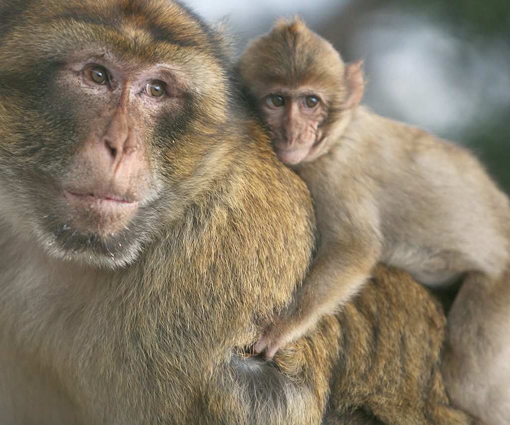Monos En Marruecos