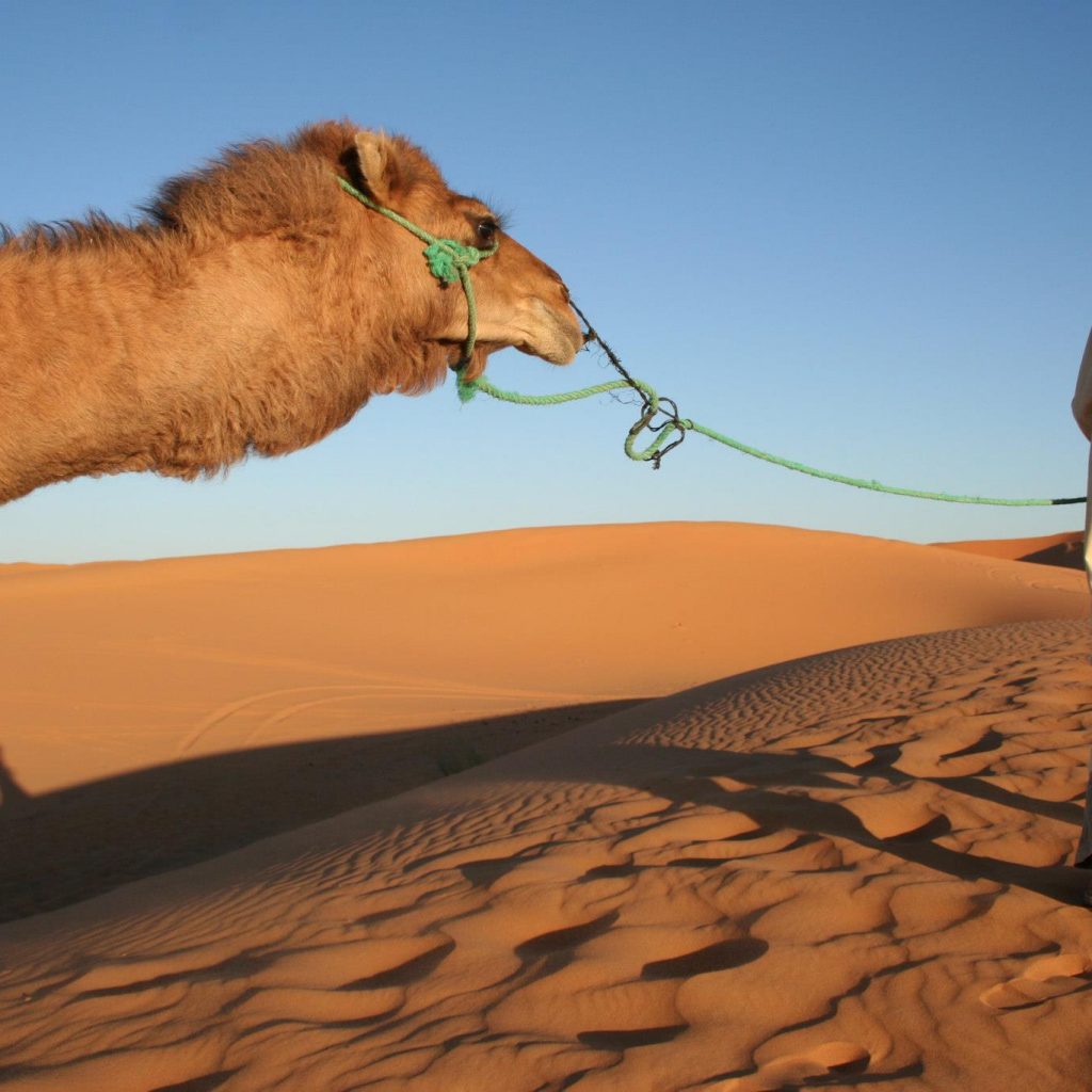 Paseo De Camello En Las Dunas