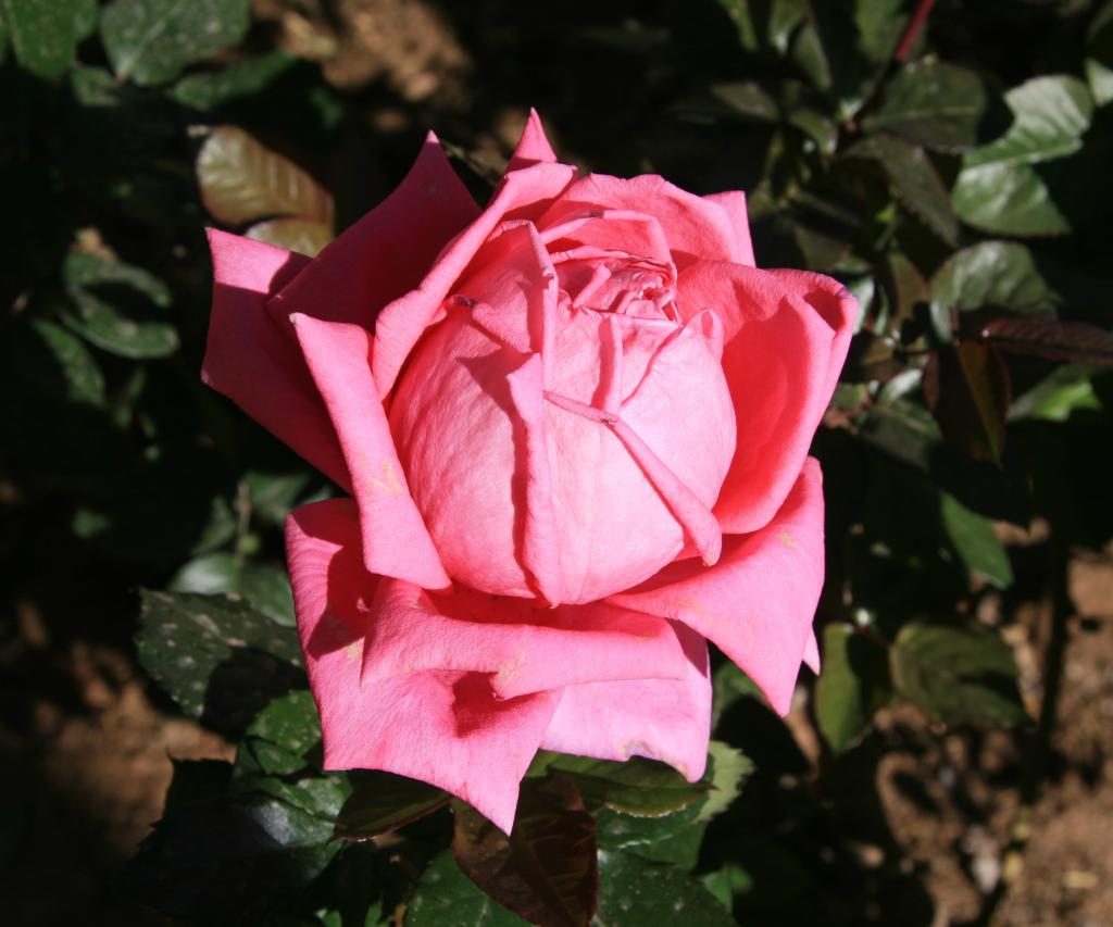 Rosa En Jardín De Una Kasbah De Marruecos