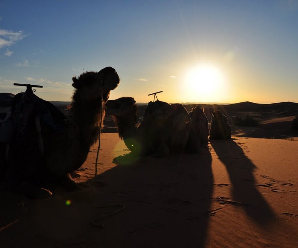 Camellos En Las Dunas De Marruecos